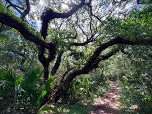 Live oak canopy and coastal vegetation along the Talbot Islands trail