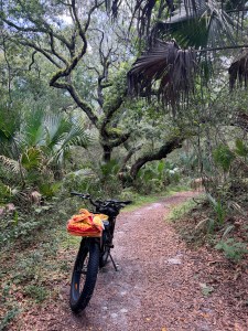 Fat tire eBike on Dune Ridge Trail through Little Talbot Island maritime forest